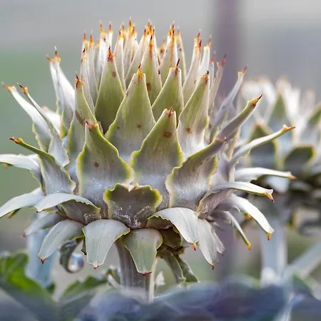 Agroturismo Casa Coronica *