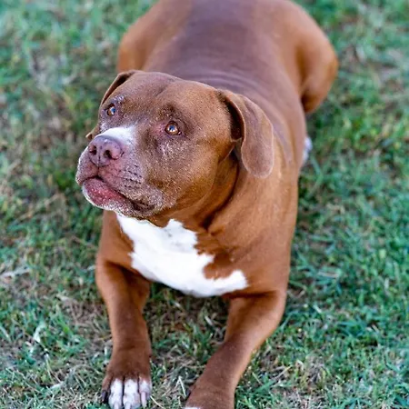 Vakantieboerderij Casa Coronica Sečovlje