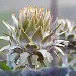 Κατάλυμα σε φάρμα Casa Coronica *
