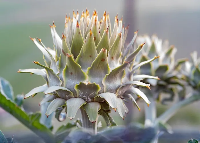 Farm stay Casa Coronica *